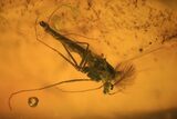 Fossil Fly Swarm (Chironomidae) In Baltic Amber #73335-1